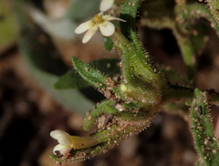 Polycarena silenoides