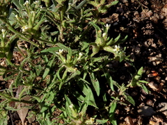 Polycarena silenoides