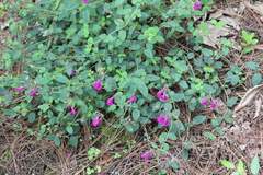 Salvia dichlamys