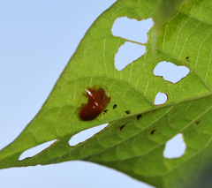Charidotella tuberculata