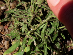 Polycarena silenoides