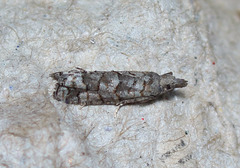 Epinotia subviridis