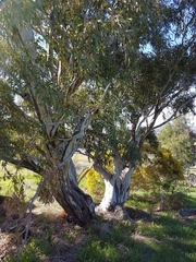 Eucalyptus blakelyi