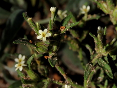 Polycarena silenoides