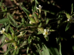 Polycarena silenoides