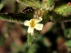 Polycarena silenoides