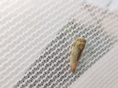 Acericerus vittifrons