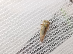 Acericerus vittifrons