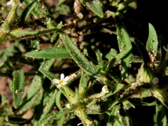 Polycarena silenoides