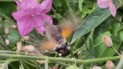 Macroglossum stellatarum