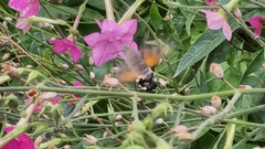 Macroglossum stellatarum