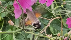 Macroglossum stellatarum