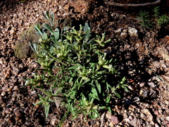 Polycarena silenoides