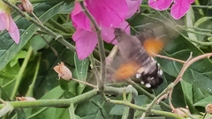 Macroglossum stellatarum
