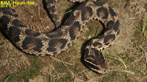 Gloydius brevicaudus