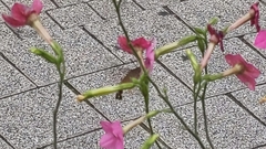 Macroglossum stellatarum