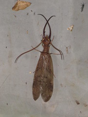 Corydalus peruvianus