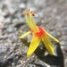 Chinese Flame Tree - Photo (c) tintinuu, some rights reserved (CC BY-NC)