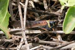 Schistocerca melanocera