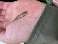 Fundulus heteroclitus