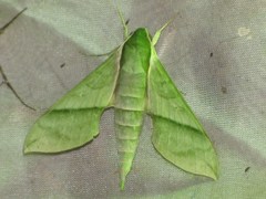 Xylophanes tyndarus