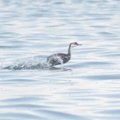 Rollandia microptera