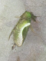 Disphragis splendens