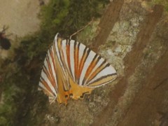Pityeja histrionaria