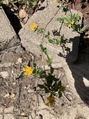 Lantana × hybrida