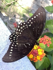 Papilio menatius victorinus