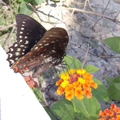 Papilio menatius victorinus