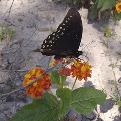 Papilio menatius victorinus