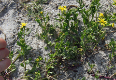 Senecio maritimus