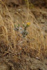 Heterotheca sessiliflora echioides