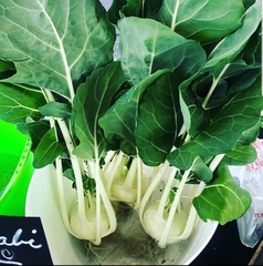 Brassica oleracea gongylodes