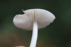 Pluteus salicinus