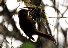 Thripophaga berlepschi