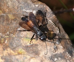 Arachnophroctonus