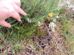 Ursinia tenuifolia