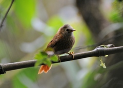 Thripophaga berlepschi