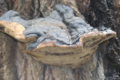 Phellinus igniarius igniarius