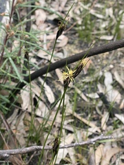 Ptilothrix deusta