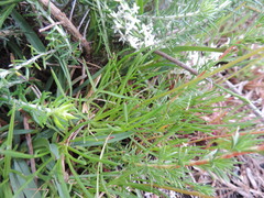 Ursinia tenuifolia