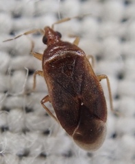 Cardiastethus fasciiventris