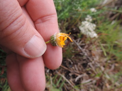 Ursinia tenuifolia