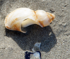 Burnupena catarrhacta