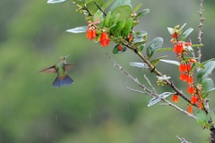 Haplophaedia aureliae