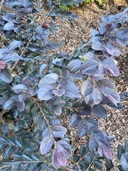 Loropetalum chinense