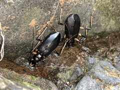 Oxycheila