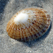 Slim Rayed-Limpet - Photo (c) Cathy Jenkins, some rights reserved (CC BY-NC-SA), uploaded by Cathy Jenkins